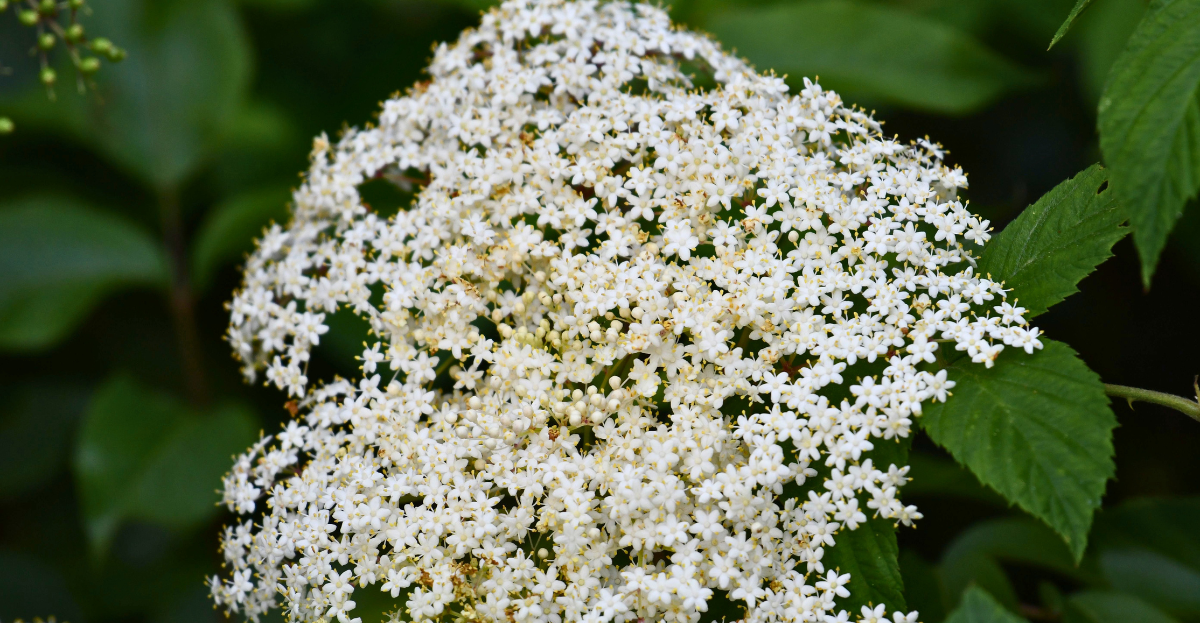 Elderflower